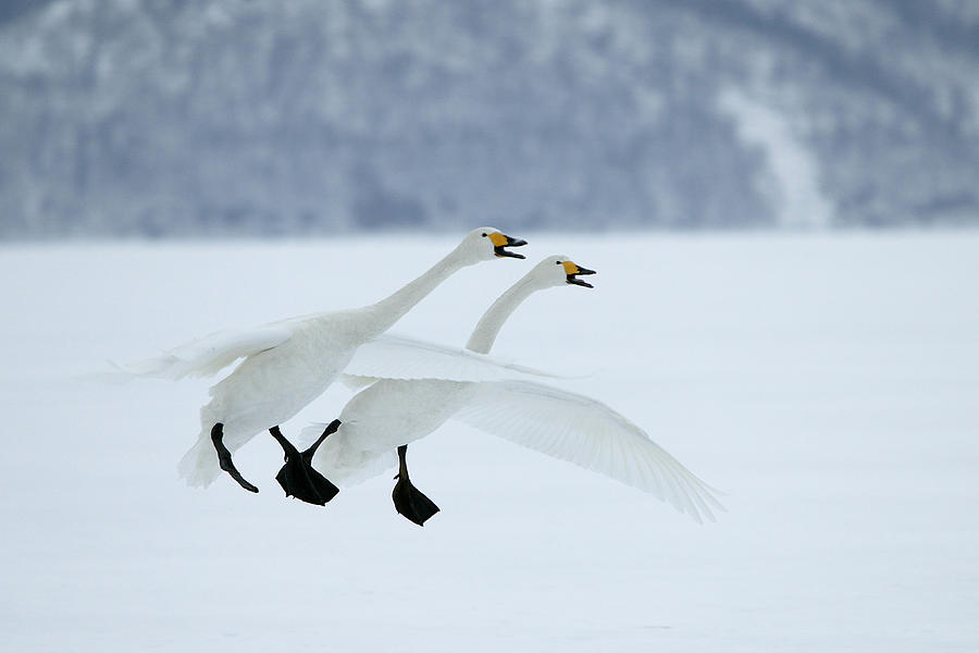 Whooper Swans #1 Photograph by M. Watson