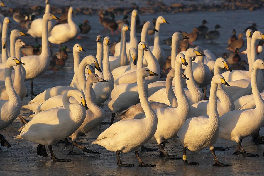 Whooper Swans #1 Photograph by Simon Booth/science Photo Library