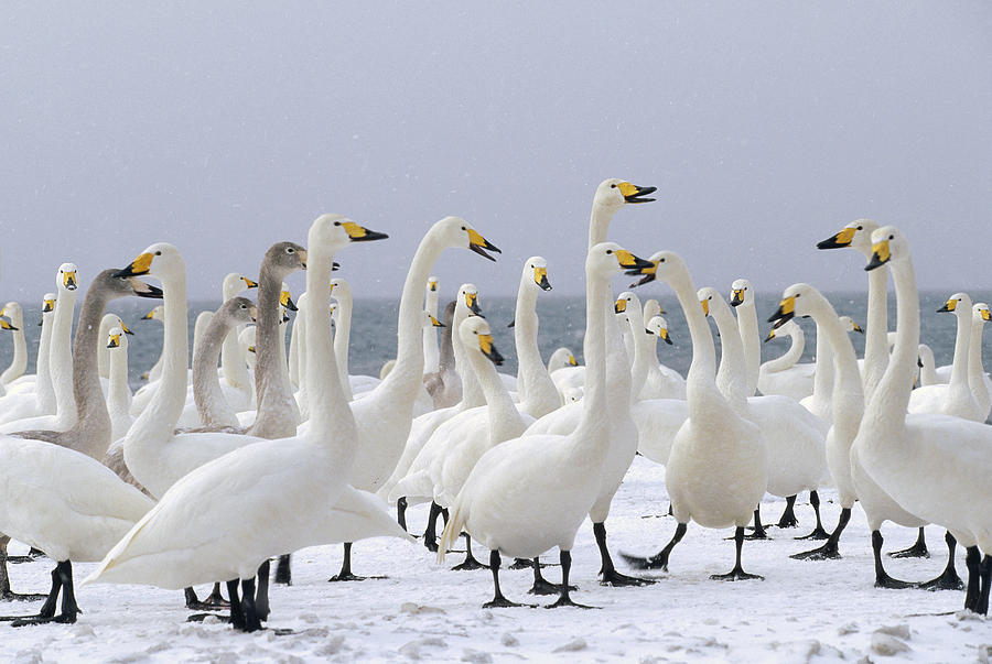 Whooper Swans Wintering Hokkaido Japan #1 Photograph by Konrad Wothe