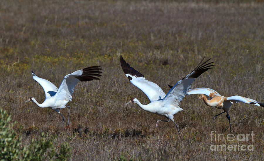 Whooping Cranes #3 Photograph by Louise Heusinkveld