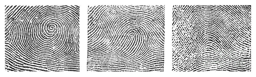 Whorl, Loop, And Arch Fingerprints #1 Photograph by Science Source