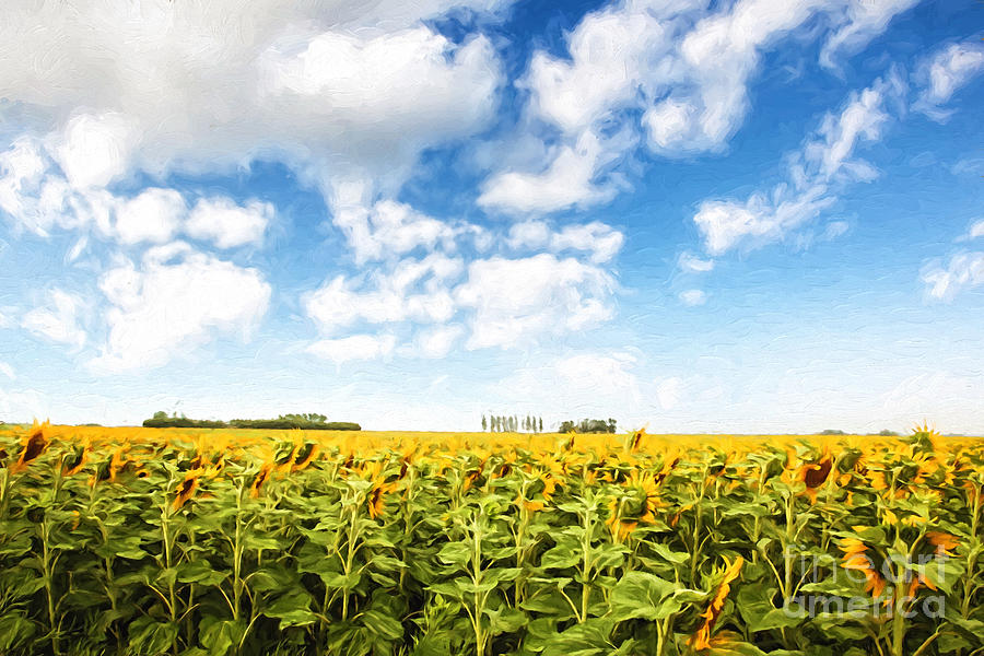 Wide open fields of sunflowers/ Digital painting Photograph by Sandra Cunningham