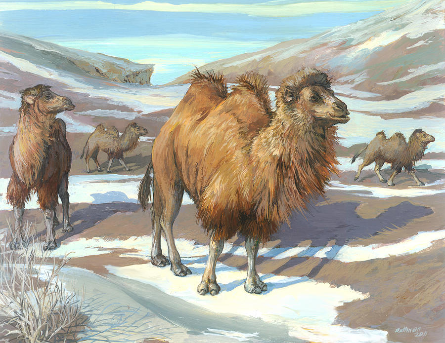 Wildlife Painting - Wild Bactrian Camels #1 by ACE Coinage painting by Michael Rothman