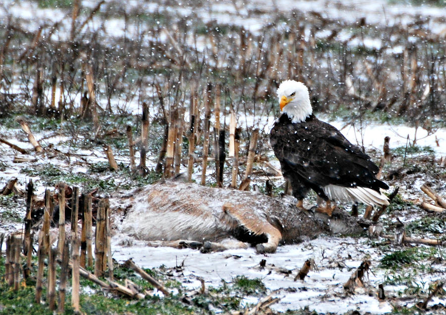 Wild Bald Eagle #1 Photograph by Lila Fisher-Wenzel