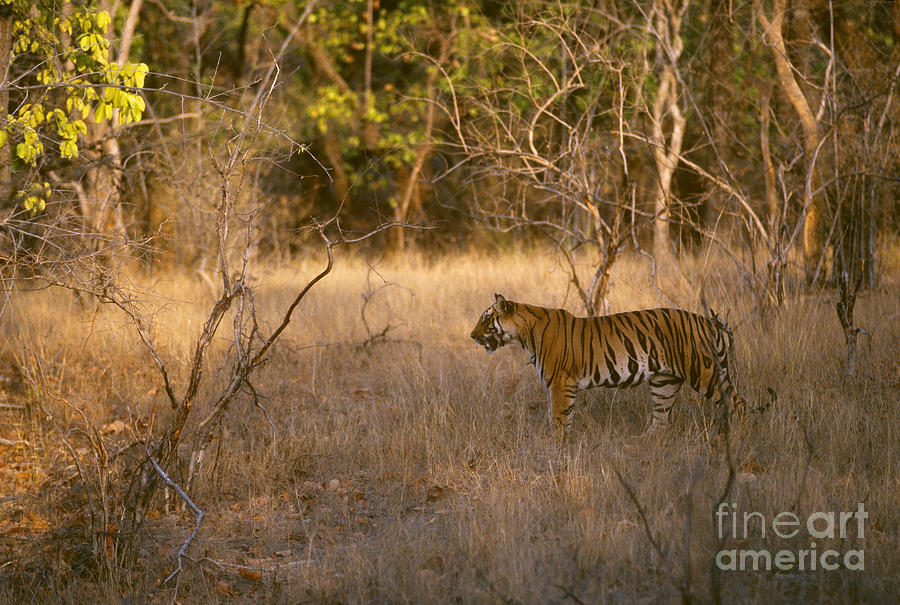 Bandhavgarh National Park Photograph - Wild Bengal Tiger #1 by Mark Newman