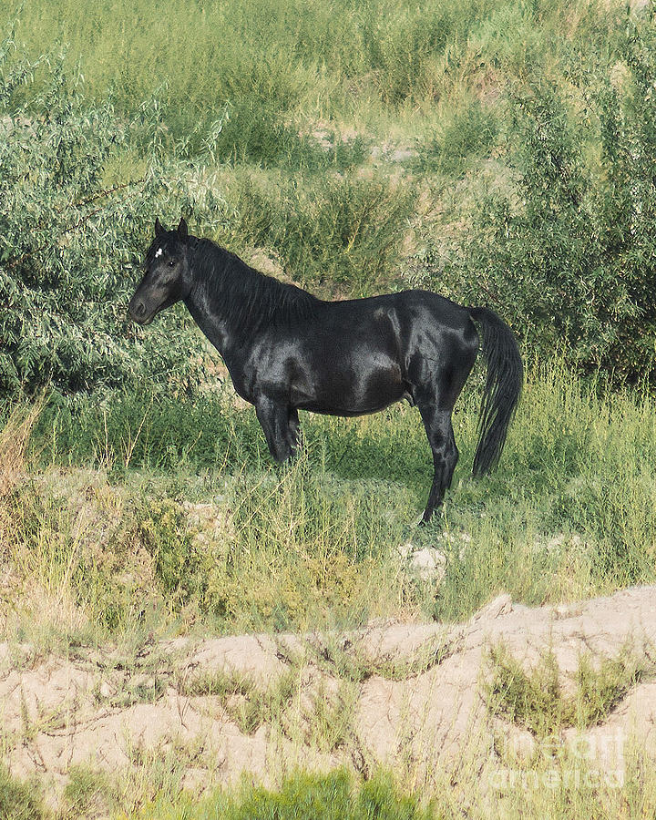 Wild Black Stallion  #1 Photograph by L J Oakes