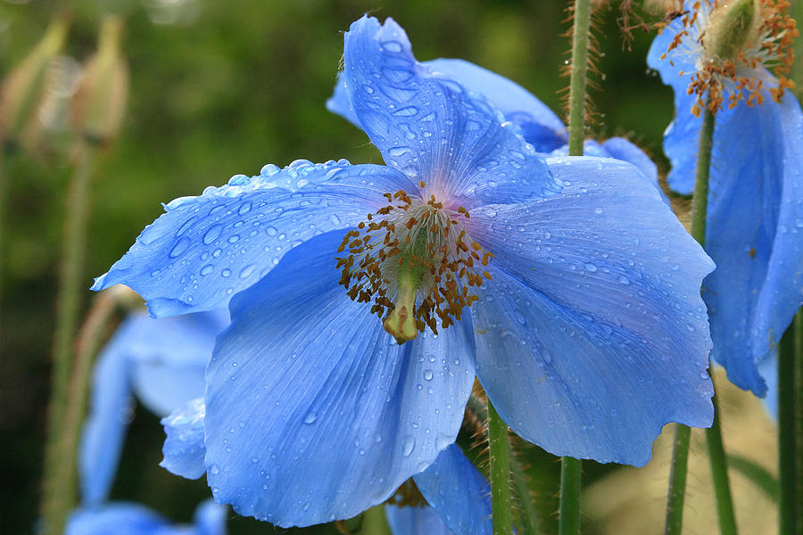 Wild Blue Poppy #1 Photograph by Richard Smith