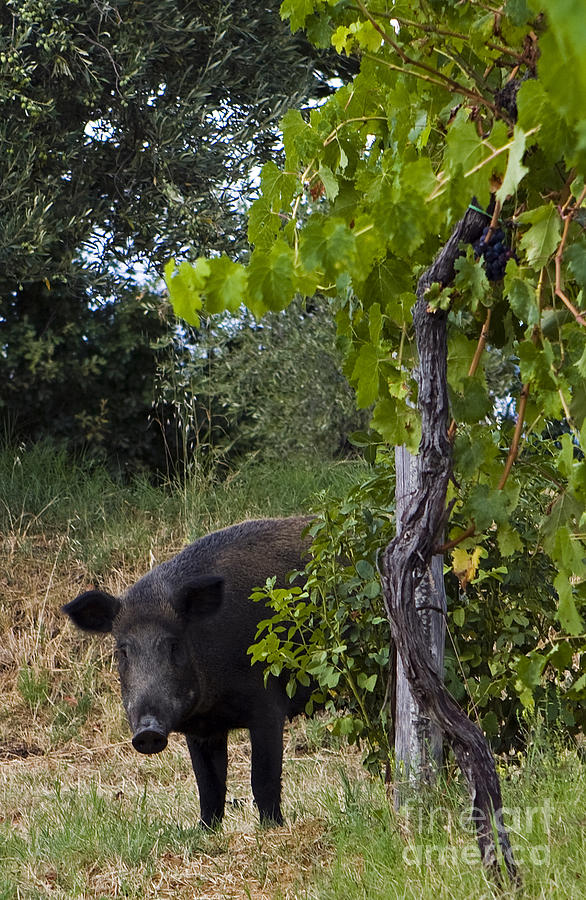Wild Boar, Italy #1 Photograph by Tim Holt