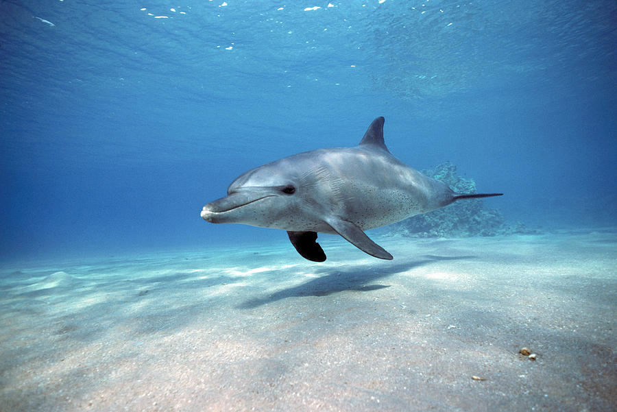 bottlenose dolphins swimming underwater