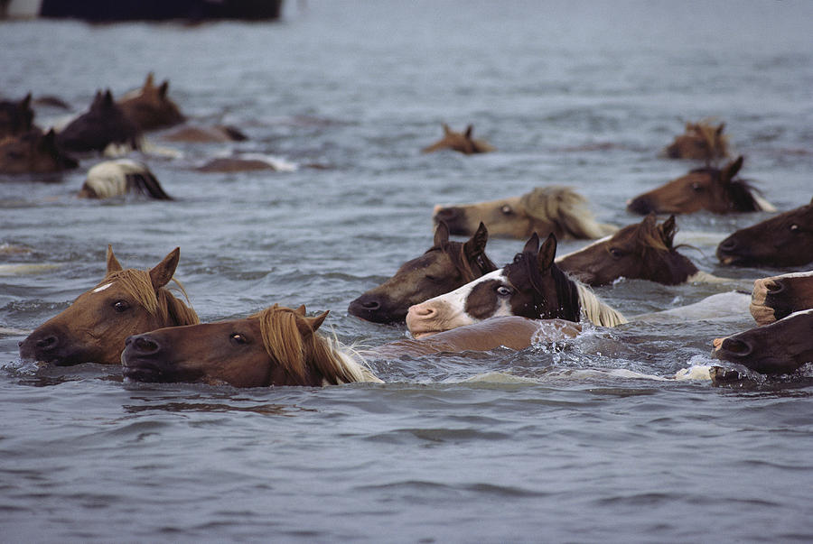 Wild Chincoteague Ponies Swim Photograph by Medford Taylor