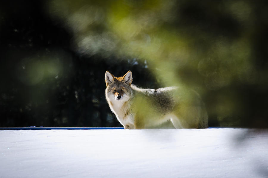 Wild Coyote Photograph