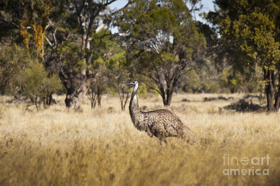Nature Photograph - Wild Emu #1 by THP Creative