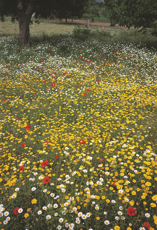 Greek Photograph - Wild Flower Meadow #1 by Tony Craddock/science Photo Library