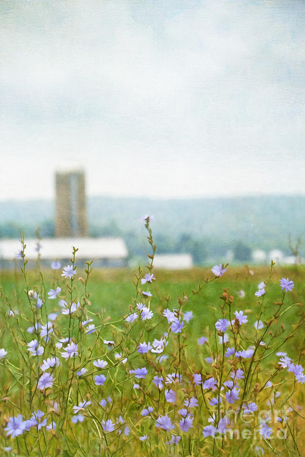 Wild flowers growing in farm fields/ digital painting Photograph by Sandra Cunningham
