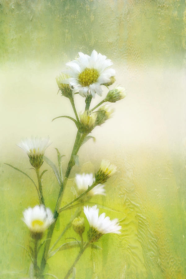 Wild Flowers #1 Photograph by Joan Bertucci