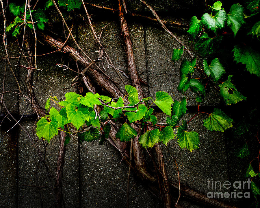 Wild Grape Vine #1 Photograph by Michael Arend