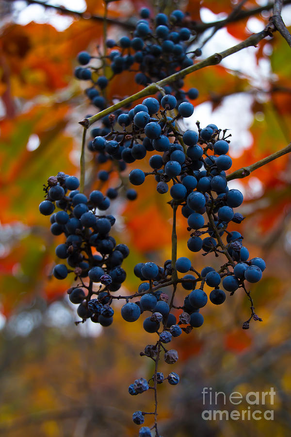 Wild Grapes #1 Photograph by Jim McCain