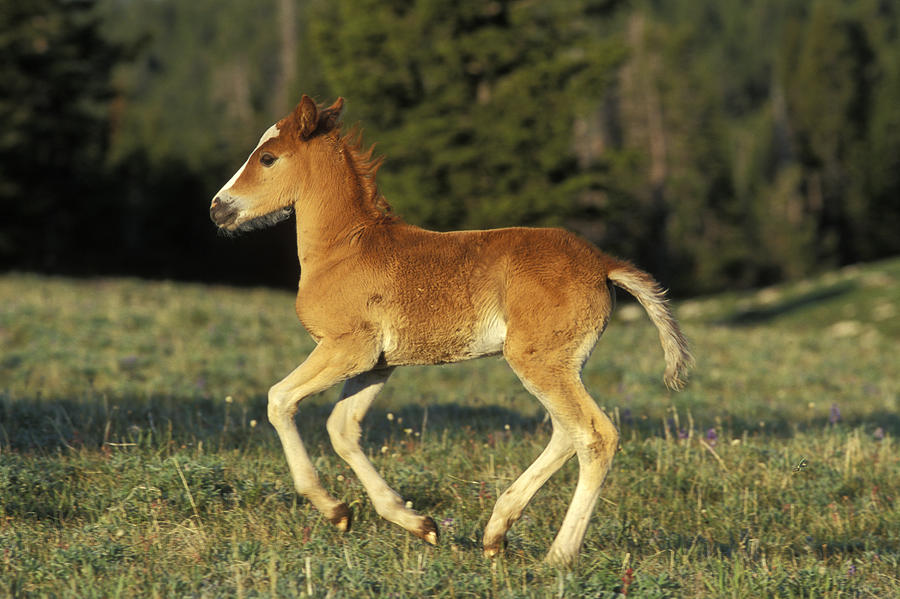 Wild Horse Colt Photograph by Thomas And Pat Leeson