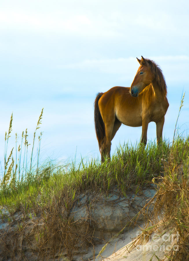 Sunset Photograph - Wild Horse #1 by Diane Diederich