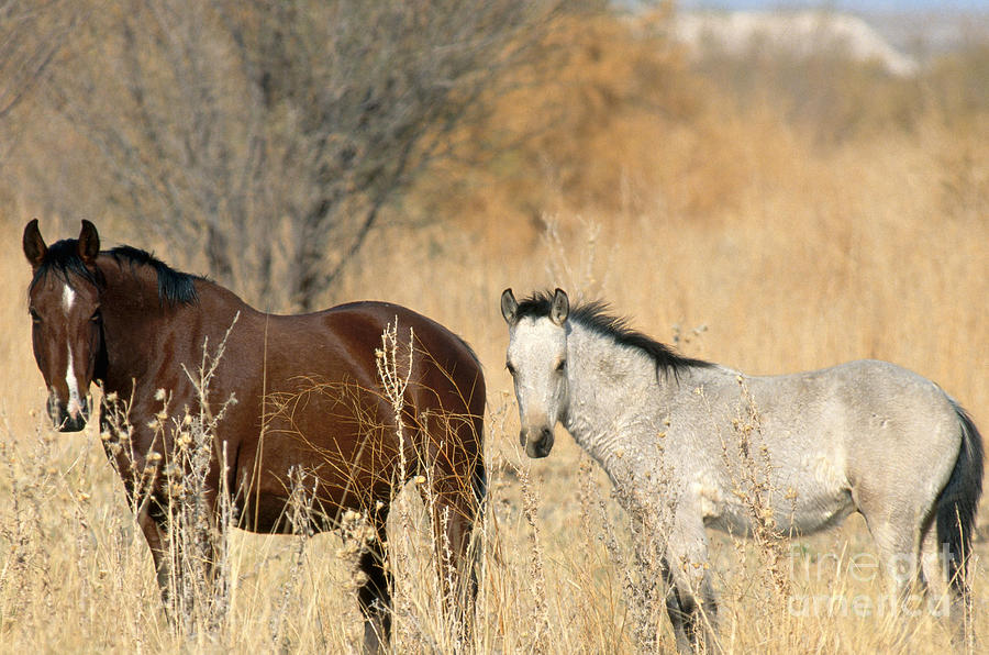 Wild Horses Amargosa Desert Nevada #2 Photograph by Mark Newman