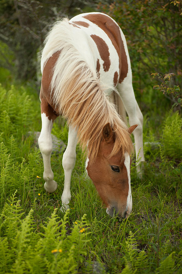 Wild Horses #1 Photograph by Joye Ardyn Durham