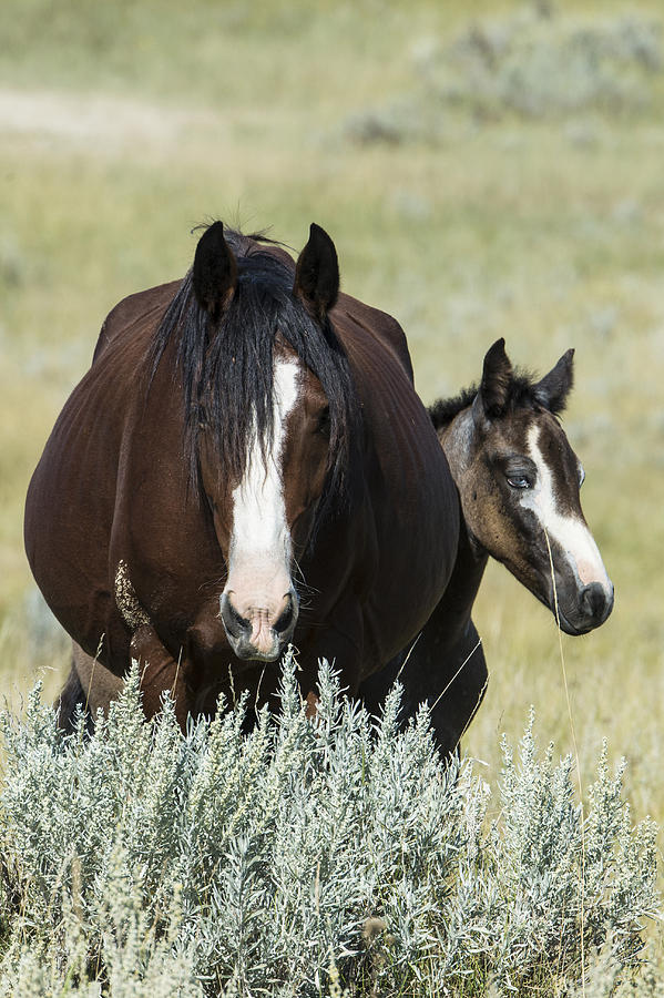 Wild Horses, North Dakota #1 Photograph by Mark Newman