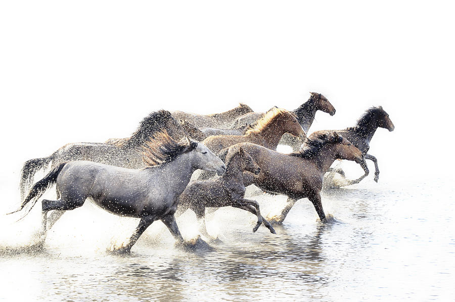 Wild Horses of Anatolia #1 Photograph by Fmajor