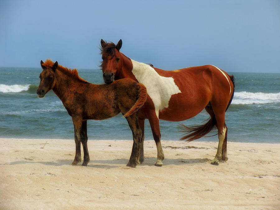 Wild Horses of Assateague Island Photograph by Mountain Dreams - Pixels ...