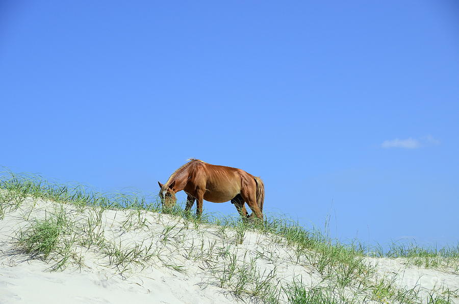 Wild Horses of Corolla Photograph by Allen Beatty