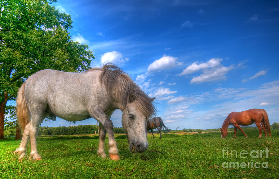 Wild horses on the field #1 Photograph by Michal Bednarek