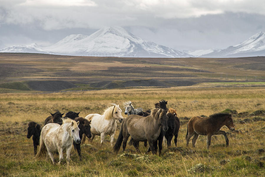 Horse Photograph - Wild Icelandic Horses #1 by For Ninety One Days