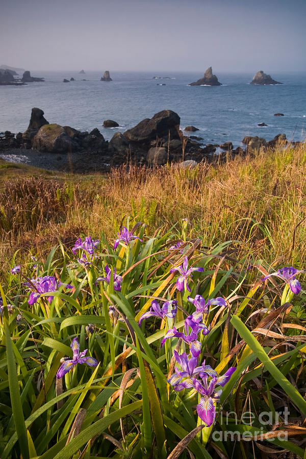 Wild Iris On Pacific Coast #1 Photograph by Sean Bagshaw