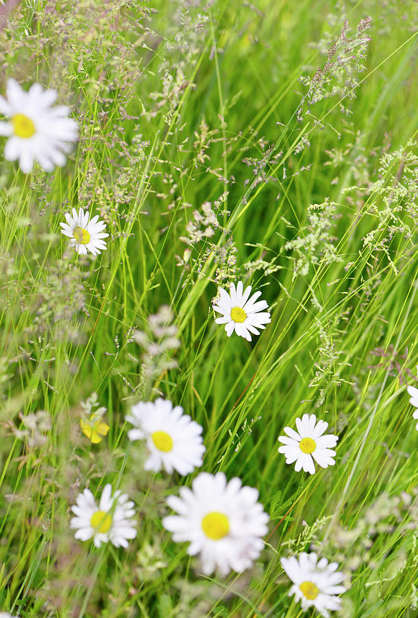 Wild Marguerites Amongst Long Summer #1 Photograph by Kathy Collins