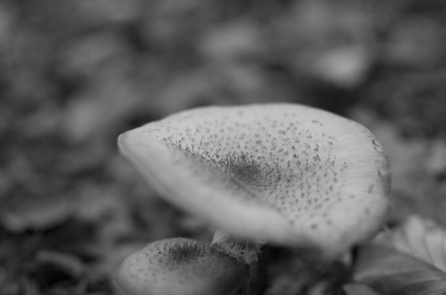 Wild Mushroom #1 Photograph by Miguel Winterpacht