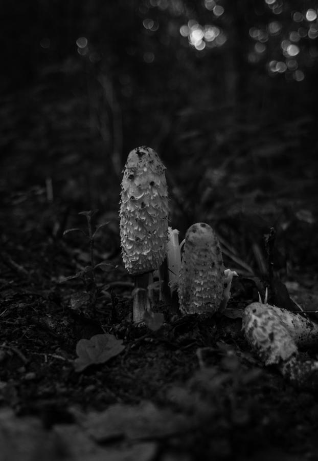 Wild Mushrooms #1 Photograph by Miguel Winterpacht