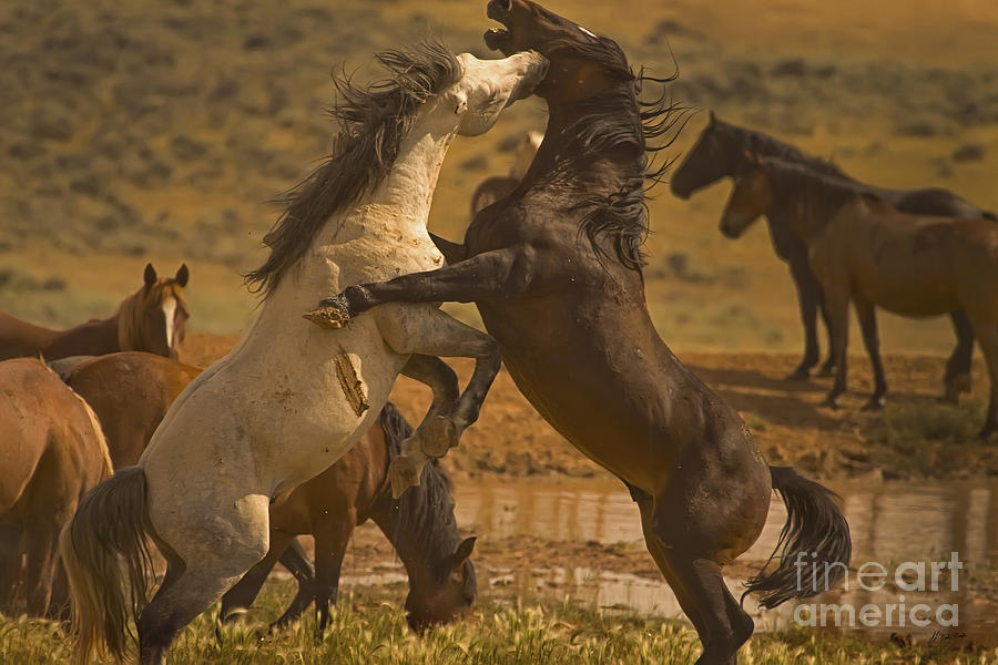 Wild Mustang Stallions Photograph by J L Woody Wooden