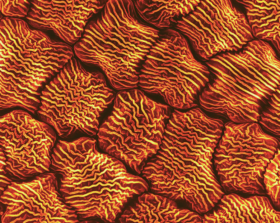 Wild Mustard Petal (brassica Sp.) #1 Photograph by Dennis Kunkel Microscopy/science Photo Library