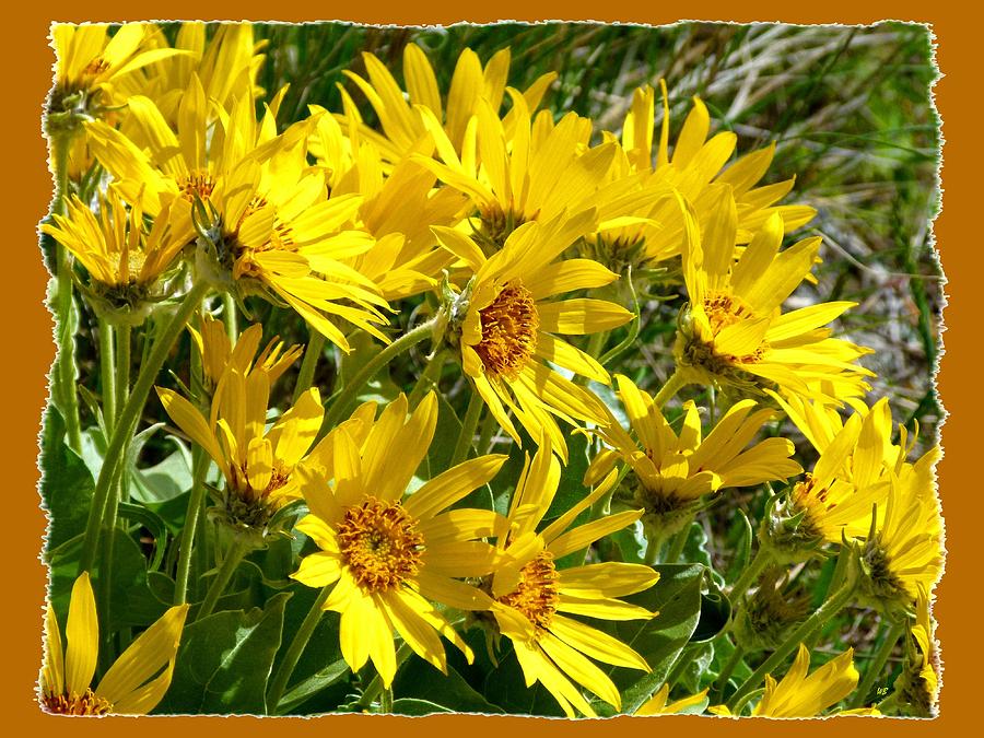 Nature Photograph - Wild Okanagan Sunflowers #1 by Will Borden
