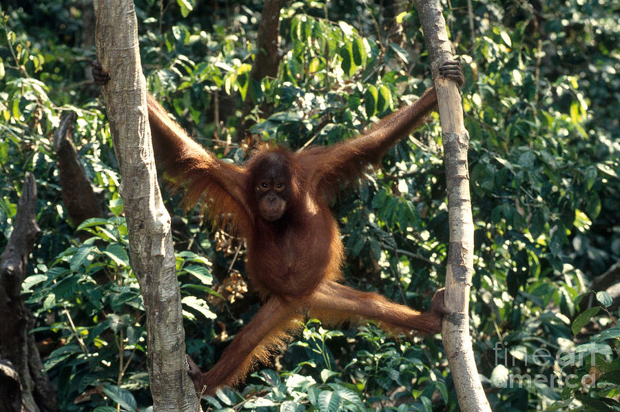 Wild Orangutan #1 Photograph by Art Wolfe
