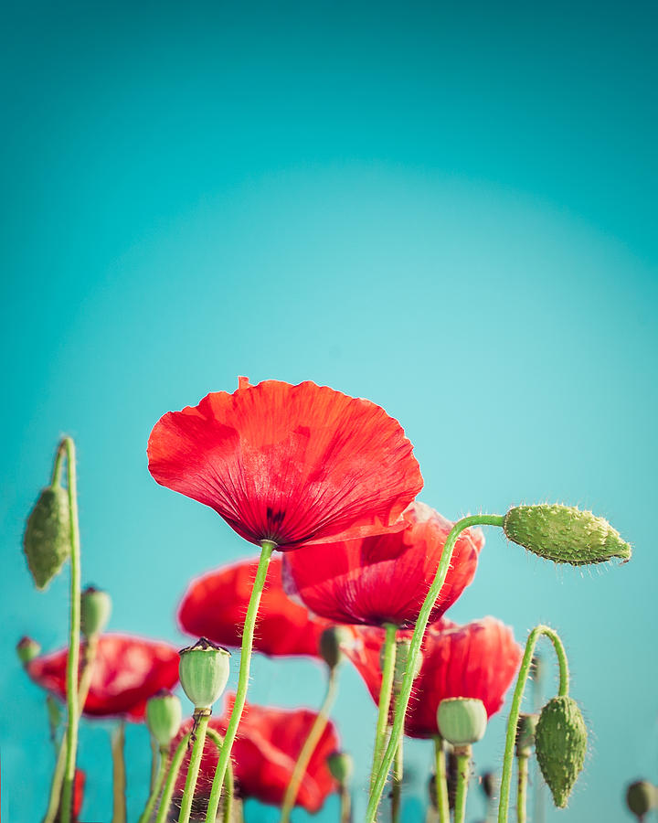 Wild poppy flowers Photograph by Perfect Lazybones - Fine Art America