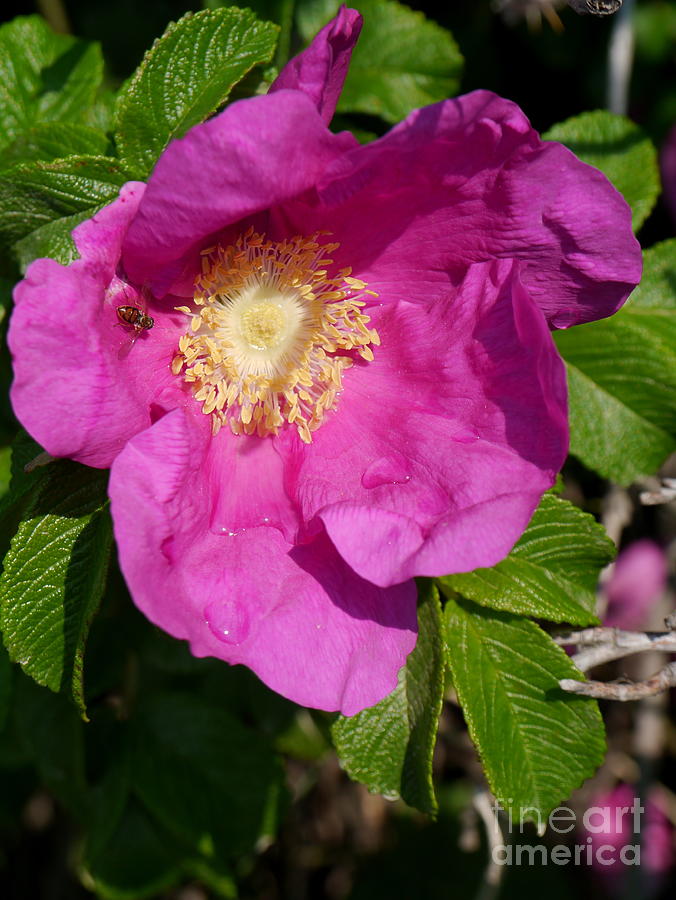Nature Photograph - Wild Rose by Christiane Schulze Art And Photography