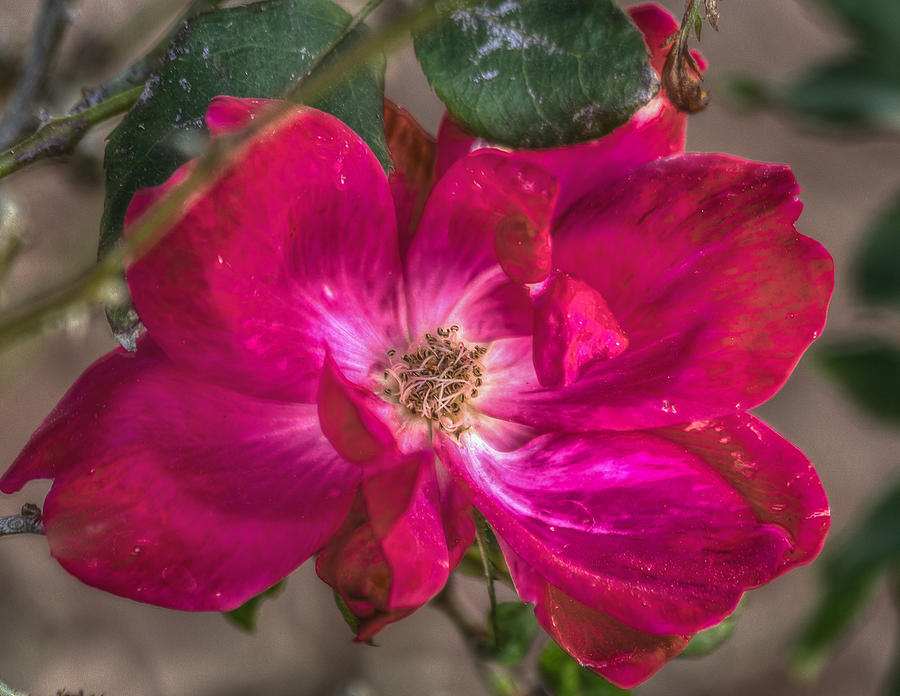 Wild rose #1 Photograph by Jane Luxton