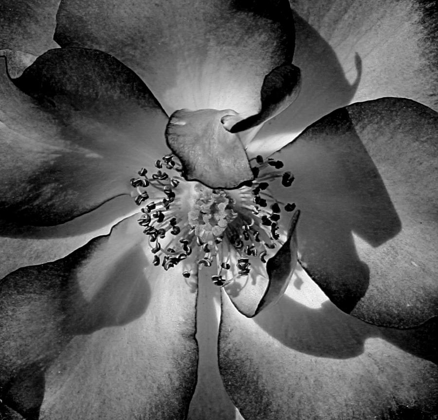 Wild Rose #2 Photograph by Robert Woodward