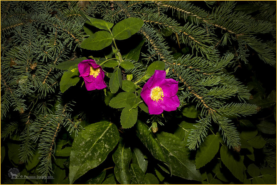 Wild Roses #1 Photograph by Fred Denner