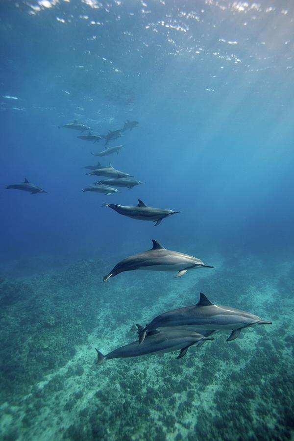 Wild Spinner Dolphins #1 Photograph by James R.d. Scott