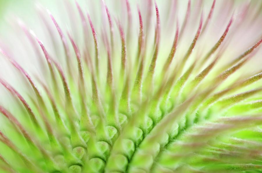 Wild Teasel #1 Photograph by Science Photo Library Wild Teasel #1 Photograph by Science Photo Library