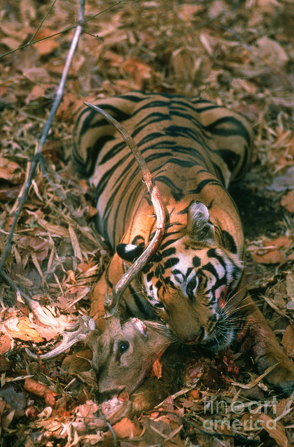Wildlife Photograph - Wild Tiger Eating Deer #1 by Mark Newman