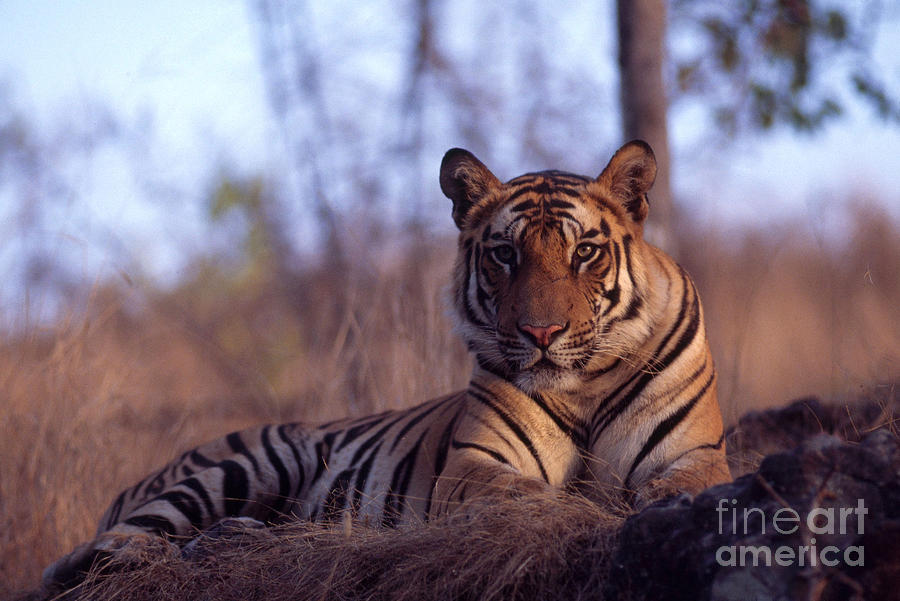 Tiger Photograph - Wild Tiger In India #1 by Mark Newman