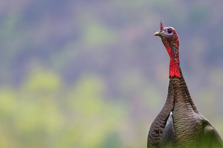 Wild Turkey #1 Photograph by Malcolm Macgregor