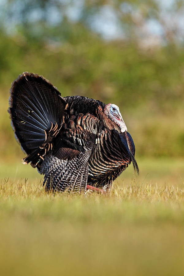 Bird Photograph - Wild Turkey (meleagris Gallopavo #1 by Larry Ditto